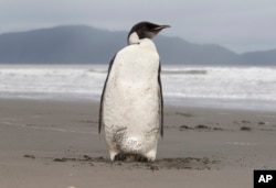 FILE - In this June 21, 2011 file photo, an Emperor penguin stands on Peka Peka Beach of the Kapiti Coast in New Zealand.