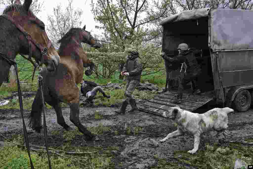 Украинските војници и доброволци се обидуваат да натоварат коњи во камион за да ги евакуираат од напуштена фарма во Авдиивка.