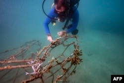 This underwater photo shows Gavin Miller, the scientific program director from marine research center Global Reef, cleaning an artificial structure for coral planting around Koh Tao island in the southern Thai province of Surat Thani, June 16, 2024.