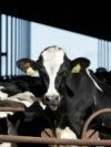 FILE - Cows are pictured at a dairy in California, Nov. 23, 2016. The U.S. Food and Drug Administration said April 23, 2024, that samples of pasteurized milk had tested positive for remnants of the bird flu virus that has infected dairy cows. 