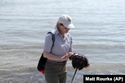 Horseshoe Crab Blood Harvest