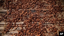 FILE - Cocoa beans dry in Divo, west-central Ivory Coast, Nov. 19, 2023. Shoppers in Europe, the United States and elsewhere are paying more for Easter sweets as changing climate patterns take a toll on cocoa supplies and farmers.