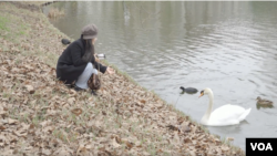 在一个阴冷天，苏雨桐在柏林一个公园和游弋而过的天鹅和鸭子打招呼。(美国之音乔纳森·斯皮尔拍摄)