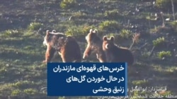 خرس‌های قهوه‌ای مازندران در حال خوردن گل‌های زنبق وحشی 