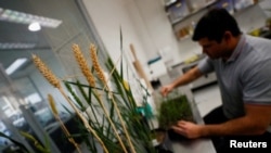 FILE: Tanaman gandum yang dimodifikasi secara genetik dengan strain yang disebut HB4, yang memiliki gen yang membantu mereka mentolerir kekeringan dengan lebih baik, di laboratorium Bioceres Crop Solutions, Rosario, Argentina, 19 Juli 2022. (REUTERS/Agustin Marcarian)