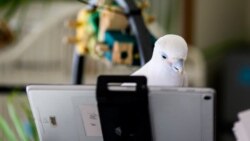 Science in a Minute: Parrots Can Learn to Video Chat with Their Feathered Friends