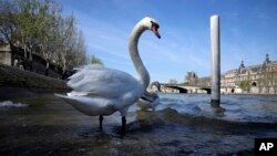 Swans wade in the River Seine in Paris, April 5, 2023.