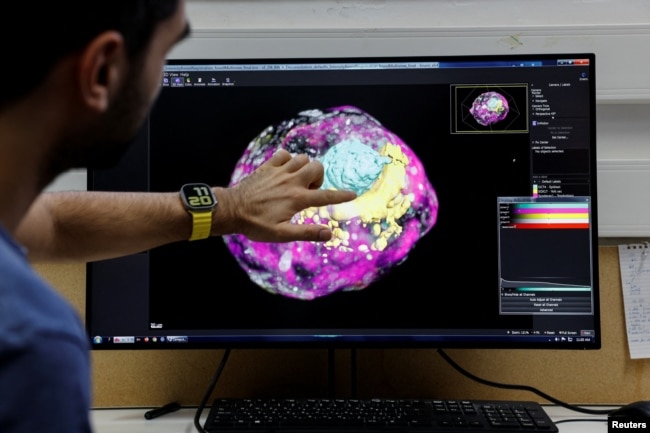 PhD student, Mehmet Yunus Comar, looks at a model of an early-stage human embryo, in a laboratory at the Weizmann Institute of Science in Rehovot, Israel September 7, 2023. (REUTERS/Amir Cohen)