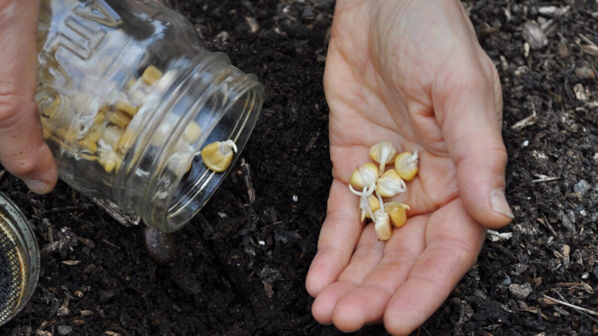 Quiz Starting Plants from Seeds