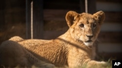 This photo supplied by Humane Society International shows Freya, a lion cub rescued from the wildfire trade in Lebanon, at the Drakenstein Lion Park sanctuary in Paarl, South Africa, June 27, 2024. 