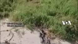 Puluhan Ikan Pari Mati di Rio de Janeiro, Warga Khawatir