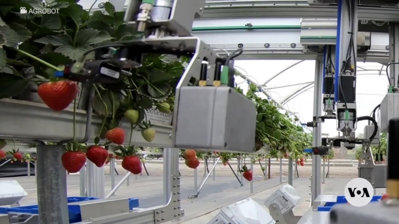 Robots cut strawberries at exact ripeness
