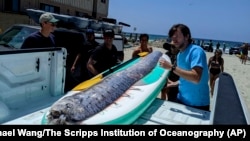 FILE - The Scripps Institution of Oceanography photo shows a team of researchers and science-minded snorkelers recovering a dead oarfish from La Jolla Cove, Calif., Aug. 10, 2024.