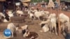 Au Burkina, les moutons sont rares avant la fête de la Tabaski