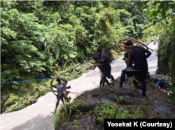 Pengungsi mengalir dari distrik-distrik menuju ke Ibu Kota Kabupaten Nduga, Keenyam yang dianggap lebih aman. (Foto: Courtesy/Yosekat K)