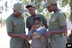 Esther Bote, 14, sniffs elephant dung as game rangers watch on the periphery of Save Valley Conservancy, Zimbabwe on Wednesday, July 10, 2024. (AP Photo/Tsvangirayi Mukwazhi)