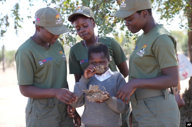 Esther Bote, 14, sniffs elephant dung as game rangers watch on the periphery of Save Valley Conservancy, Zimbabwe on Wednesday, July 10, 2024. (AP Photo/Tsvangirayi Mukwazhi)