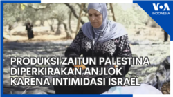 Produksi Zaitun Palestina Diperkirakan Anjlok karena Intimidasi Pemukim Israel