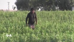 Daketina Asta Ava Feratê Ziyanê li Zevîyên Bakurê Sûrîyê Dike