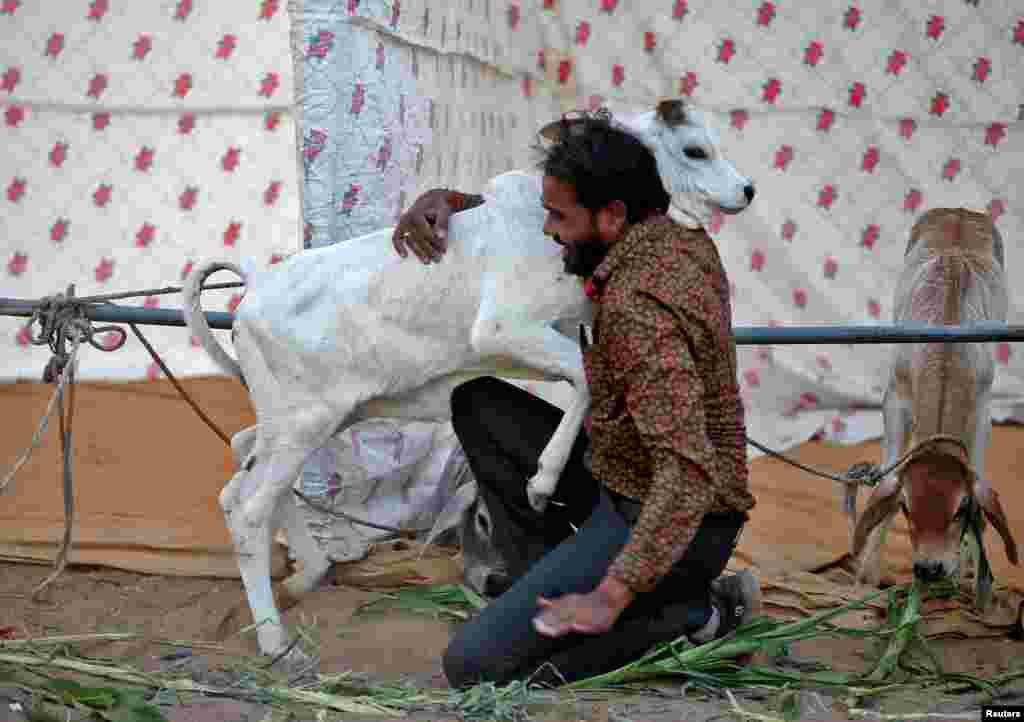 A man hugs a calf as part of celebrations to mark &quot;Cow Hug Day&quot; on the occasion of Valentine&#39;s Day at a cow shelter in Ahmedabad, India.