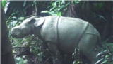 Anak badak Jawa terlihat pada kamera video trap di Semenanjung Ujung Kulon, Taman Nasional Ujung Kulon (TNUK) pada Maret 2021. (Foto: Humas KLHK)