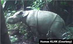 Anak badak Jawa terlihat pada kamera video trap di Semenanjung Ujung Kulon, Taman Nasional Ujung Kulon (TNUK) pada Maret 2021. (Foto: Humas KLHK)