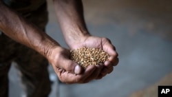 A farmer holds wheat in a granary on a private farm in Zhurivka, Kyiv region, Ukraine, Aug. 10, 2023. 