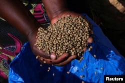 A female coffee grower scoops coffee beans from a sack as Benedicta Tamakloe, 37, a coffee entrepreneur, tests its moisture content in the Dzogbedo community in the Volta Region, Ghana, January 26, 2023.
