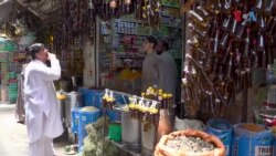 د پښتونخوا په چارسده کې د تېلداره بوټي کینولا کرشروع شوی دی