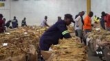 Zimbabwe Pins Hope for Economy on Tobacco