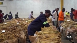 Zimbabwe Pins Hope for Economy on Tobacco