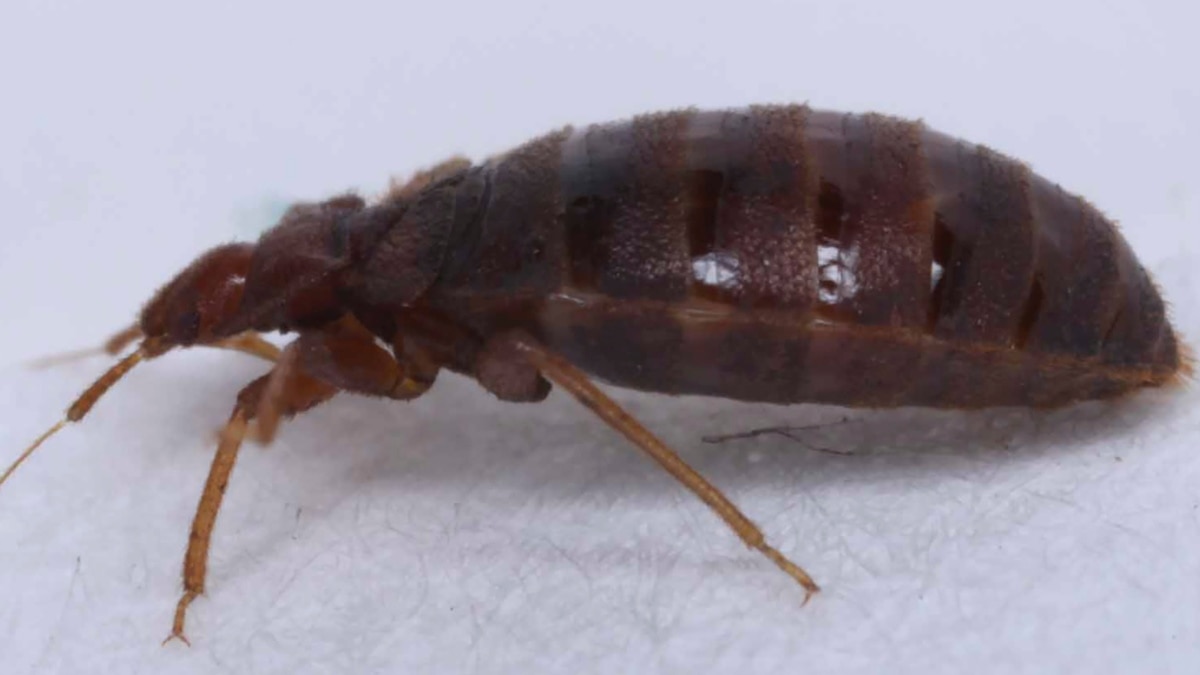 Bedbugs Plague France Ahead of the 2024 Summer Olympics