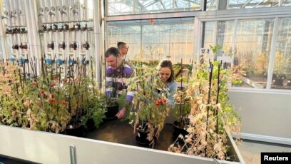 Scientists Explore How to Grow Crops on Mars