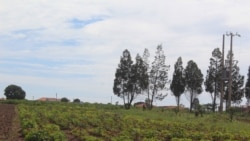 Alterações climáticas comprometem produção agrícola na província angolana de Malanje