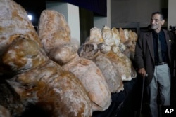 Paleontologist Mario Urbina poses for a photo next to the vertebrae of a newly found species named Perucetus colossus, or “the colossal whale from Peru”, during a presentation in Lima, Peru, Wednesday, Aug. 2, 2023. (AP Photo/Martin Mejia)