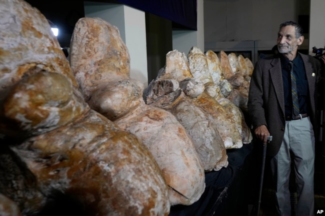 Paleontologist Mario Urbina poses for a photo next to the vertebrae of a newly found species named Perucetus colossus, or “the colossal whale from Peru”, during a presentation in Lima, Peru, Wednesday, Aug. 2, 2023. (AP Photo/Martin Mejia)