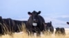 Virtual Fences for Cows Show Benefits