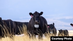 Cattle wear Vence GPS tracking collars connected to a virtual fence system. (Courtesy photo Merck & Co., Inc.)