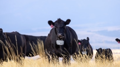 Virtual Fences for Cows Show Benefits