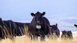 Quiz - Virtual Fences for Cows Show Benefits