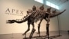 A stegosaurus skeleton is displayed at Sotheby's New York in New York, July 10, 2024. 