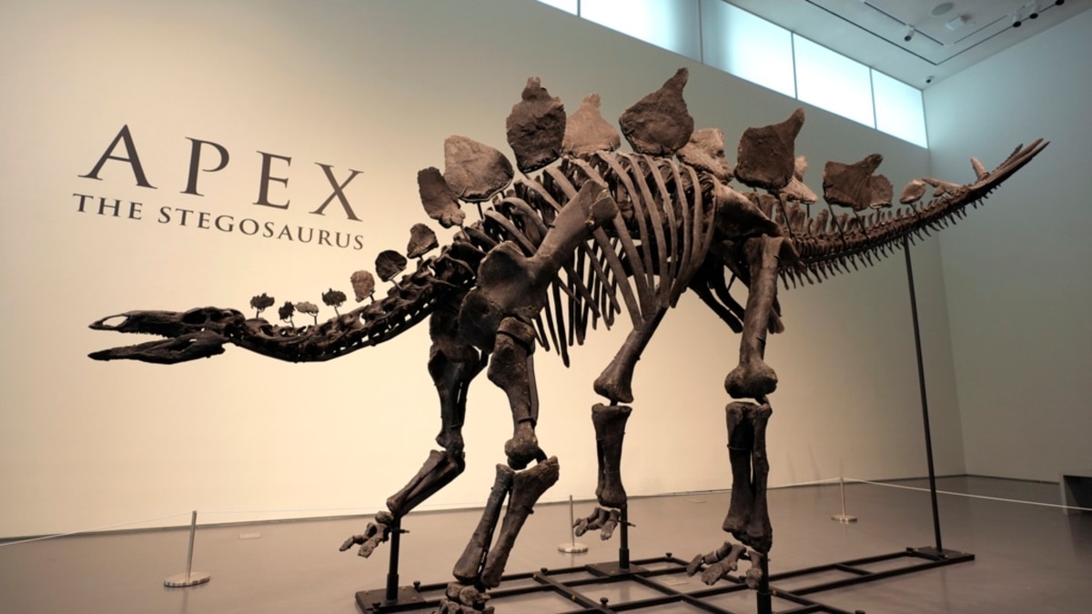 World Most Expensive Dinosaur Apex the Stegosaurus Sold