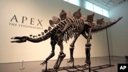 A stegosaurus skeleton is displayed at Sotheby's New York in New York, July 10, 2024. 