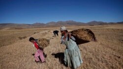 Bolivia: El agro domina exportaciones