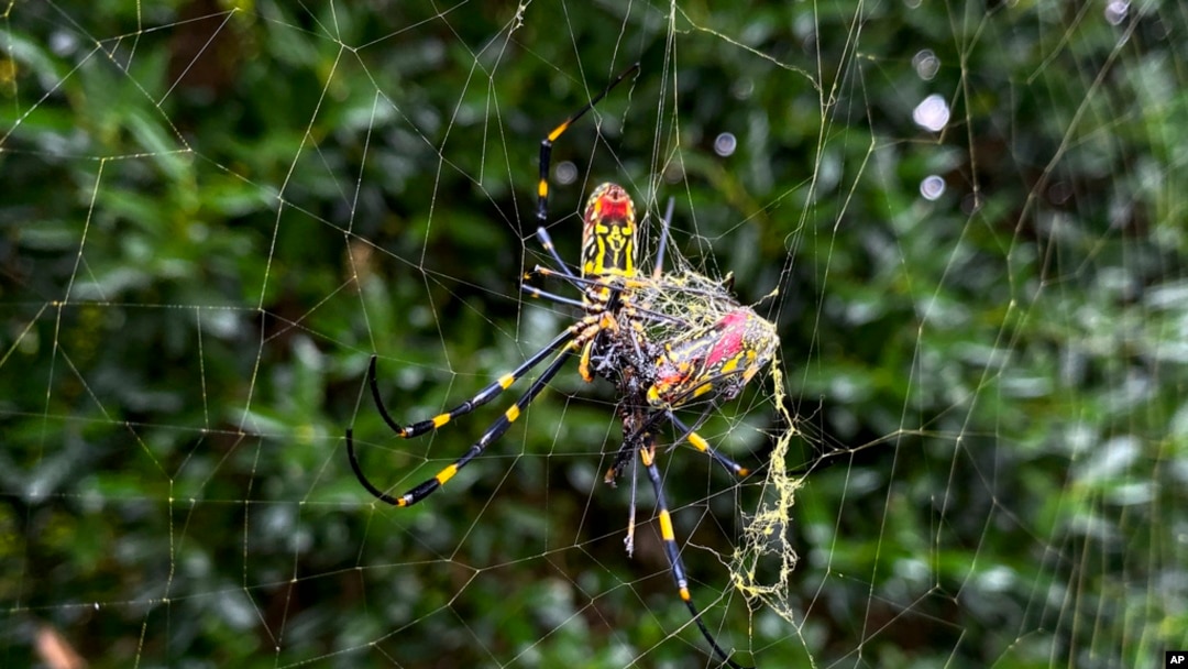 FILE - The Joro spider, a large spider native to East Asia, is seen in Johns Creek, Ga., Oct. 24, 2021. 