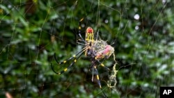 FILE - The Joro spider, a large spider native to East Asia, is seen in Johns Creek, Ga., Oct. 24, 2021. 