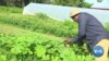 Nigerian Immigrant Uses Farm to Help His New US Community