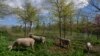 Di New York, Domba Dikaryakan Sebagai Pembersih Gulma