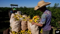 A worker harvests oranges on a farm in Mogi Guacu, Brazil, June 13, 2024. 