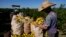 A worker harvests oranges on a farm in Mogi Guacu, Brazil, June 13, 2024. 